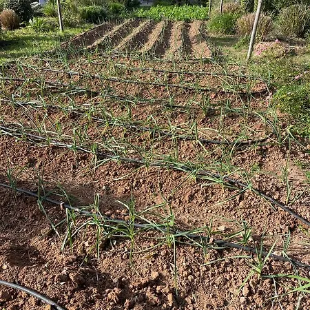 Serawa מוריירה